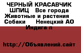 ЧЕРНЫЙ КРАСАВЧИК ШПИЦ - Все города Животные и растения » Собаки   . Ненецкий АО,Индига п.